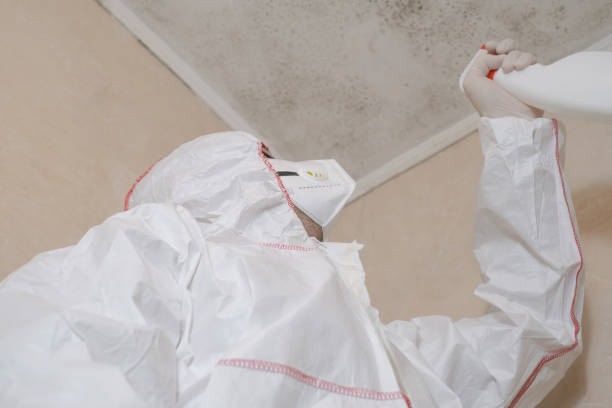 Best Mold Testing and Inspection Services in North Bellport, NY