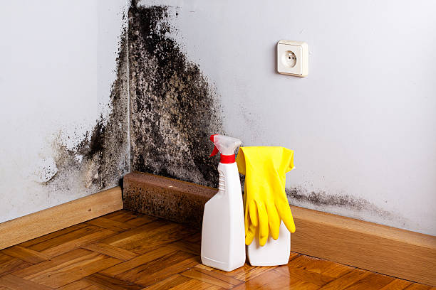 Best Basement Mold Remediation in North Bellport, NY