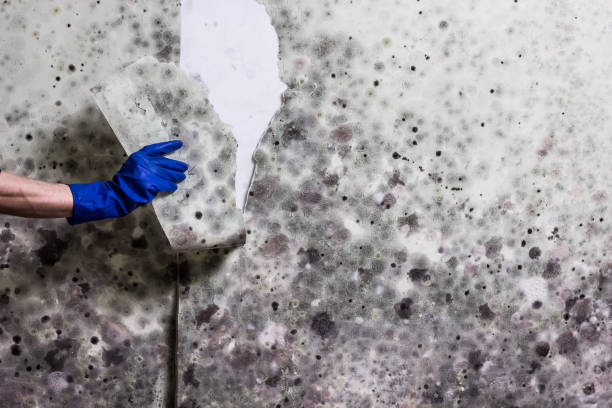 Best Bathroom Mold Remediation in North Bellport, NY